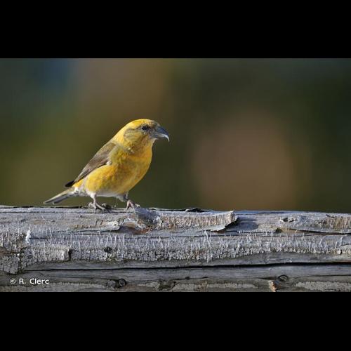 <i>Loxia curvirostra</i> Linnaeus, 1758 © R. Clerc