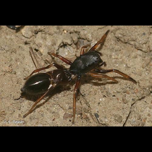 <i>Leptorchestes berolinensis</i> (C.L. Koch, 1846) &copy; S. Déjean