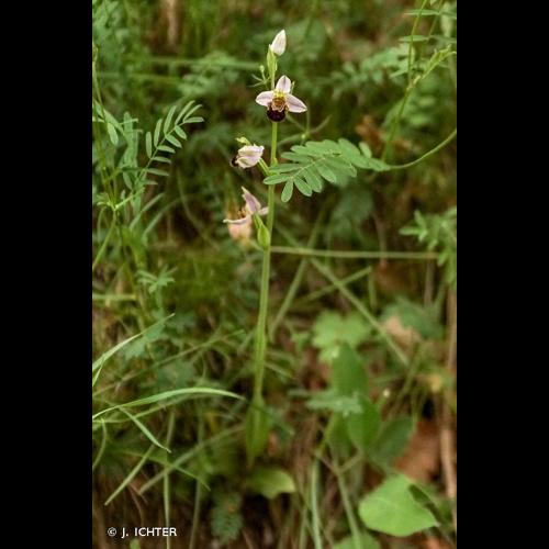 <i>Ophrys scolopax</i> Cav., 1793 © J. ICHTER