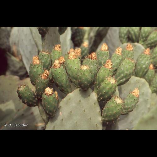 <i>Opuntia ficus-indica</i> (L.) Mill., 1768 &copy; O. Escuder