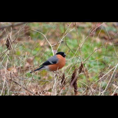 <i>Pyrrhula pyrrhula</i> (Linnaeus, 1758) © O. Roquinarc'h