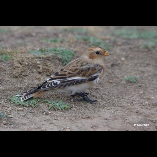 <i>Plectrophenax nivalis</i> (Linnaeus, 1758) © P. Gourdain