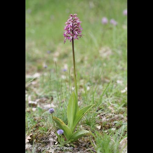 <i>Orchis </i>x<i> angusticruris</i> Franch., 1885 © R. Dupré MNHN/CBNBP