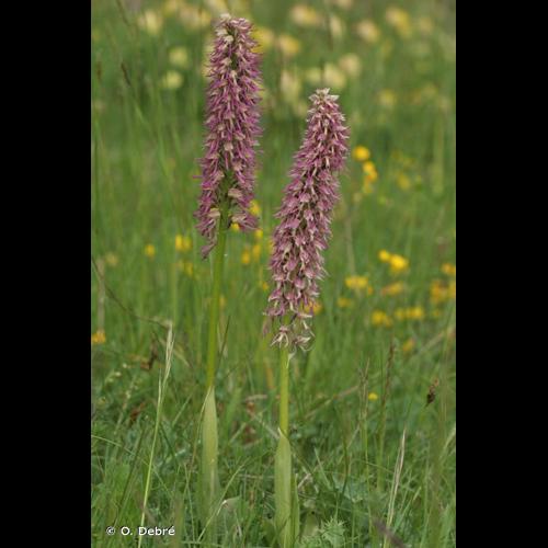 <i>Orchis </i>x<i> bergonii</i> Nanteuil, 1887 © O. Debré