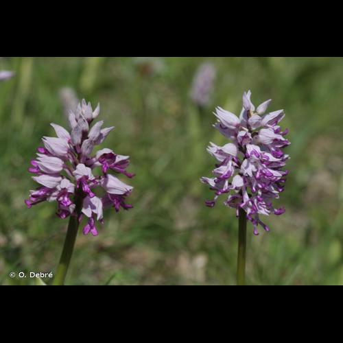 <i>Orchis </i>x<i> beyrichii</i> A.Kern., 1865 © O. Debré