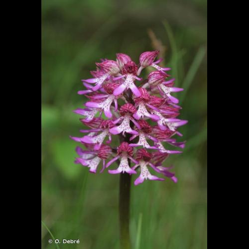 <i>Orchis </i>x<i> hybrida</i> Boenn. ex Rchb., 1830 © O. Debré