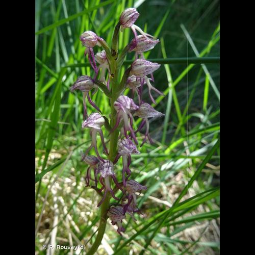 <i>Orchis </i>x<i> meilsheimeri</i> Rouy, 1912 © P. Rouveyrol