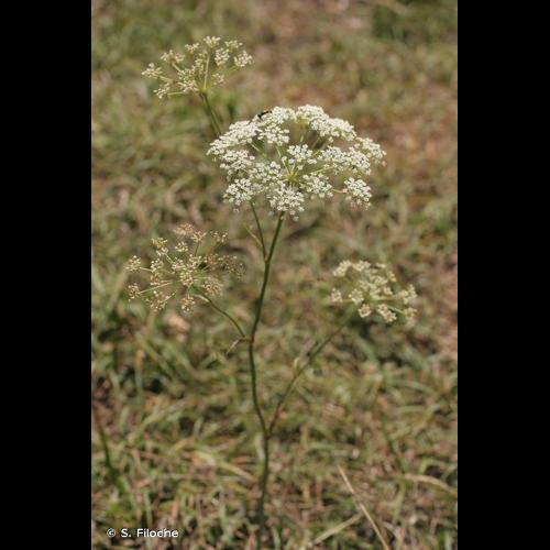 <i>Oreoselinum nigrum</i> Delarbre, 1800 &copy; S. Filoche