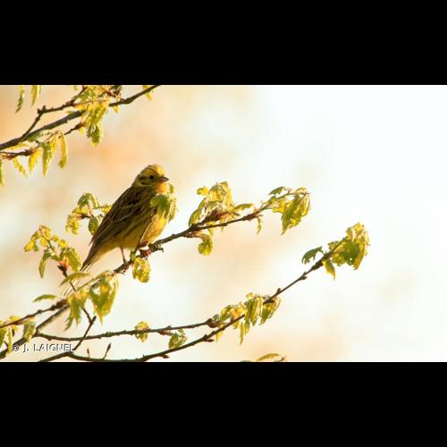 <i>Emberiza citrinella</i> Linnaeus, 1758 © J. LAIGNEL