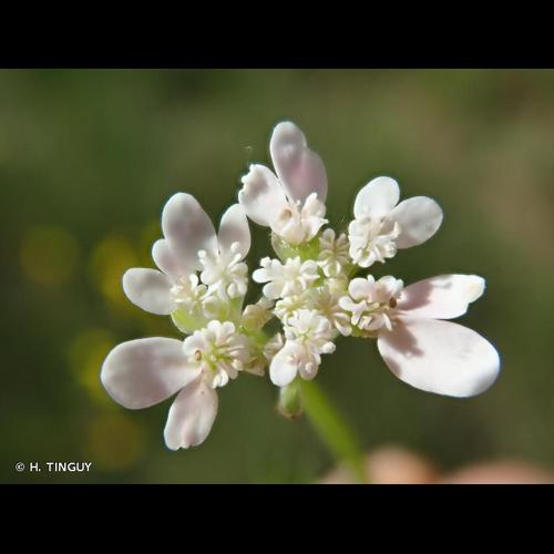 <i>Orlaya platycarpos</i> W.D.J.Koch, 1824 &copy; H. TINGUY