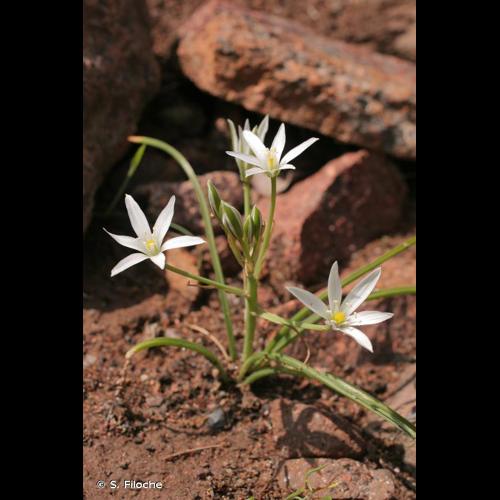 <i>Ornithogalum divergens</i> Boreau, 1847 © S. Filoche
