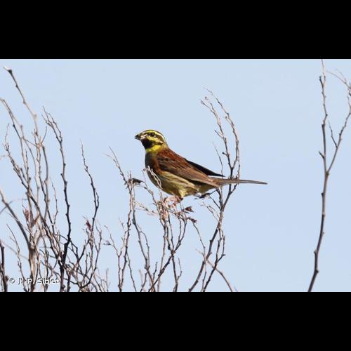 <i>Emberiza cirlus</i> Linnaeus, 1766 © J.-P. Siblet