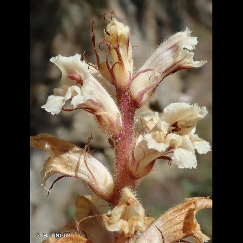 <i>Orobanche artemisii-campestris</i> Vaucher ex Gaudin, 1829 © H. TINGUY