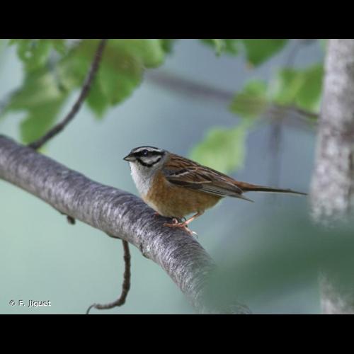 <i>Emberiza cia</i> Linnaeus, 1766 © F. Jiguet