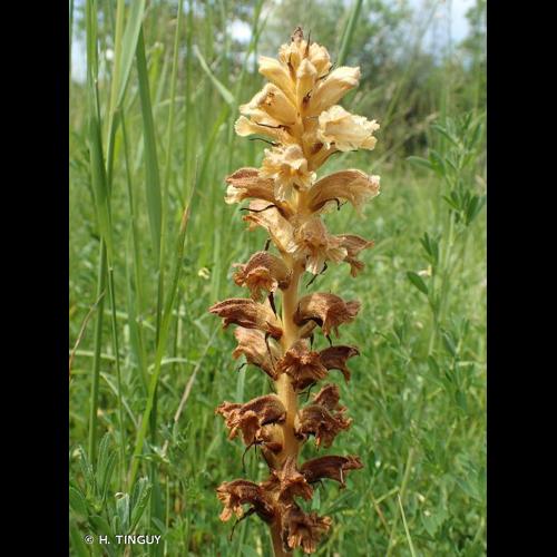 <i>Orobanche lutea</i> Baumg., 1816 © H. TINGUY