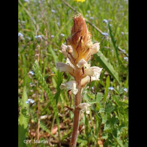 <i>Orobanche picridis</i> F.W.Schultz, 1830 © NULL