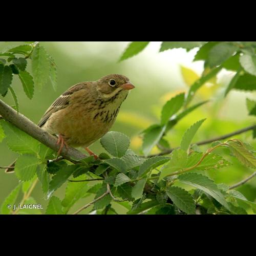 <i>Emberiza hortulana</i> Linnaeus, 1758 © J. LAIGNEL