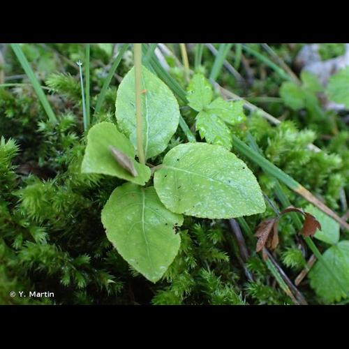 <i>Orthilia secunda</i> (L.) House, 1921 © Y. Martin