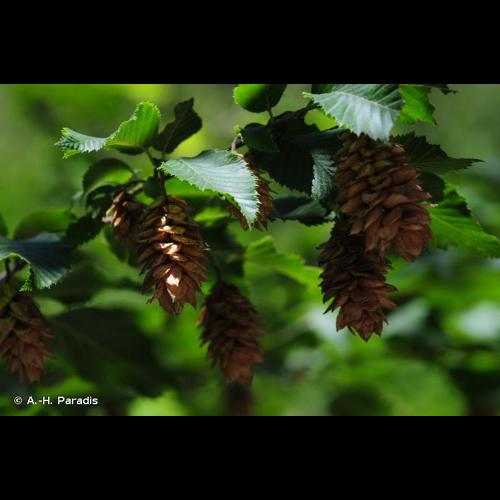 <i>Carpinus ostrya</i> L., 1753 © A.-H. Paradis