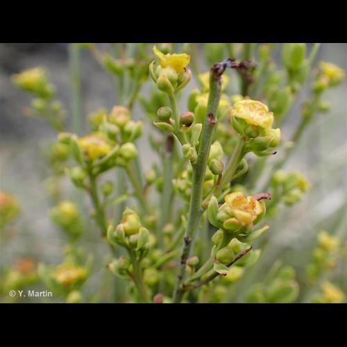 <i>Osyris alba</i> L., 1753 &copy; NULL