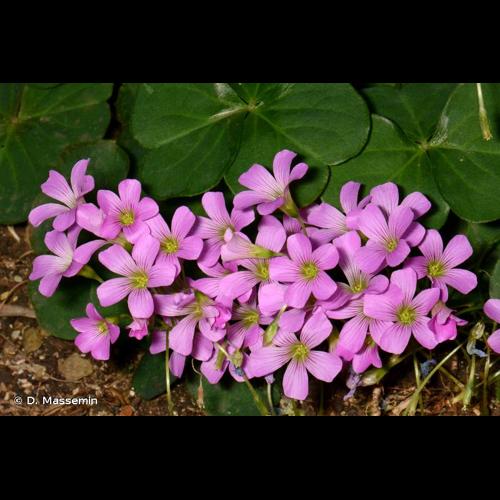 <i>Oxalis articulata</i> Savigny, 1798 © D. Massemin