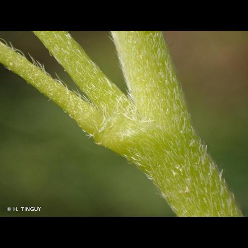 <i>Oxalis dillenii</i> Jacq., 1794 &copy; H. TINGUY