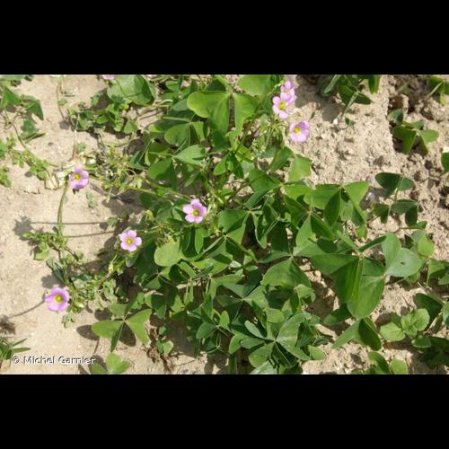 <i>Oxalis latifolia</i> Kunth, 1822 &copy; Michel Garnier