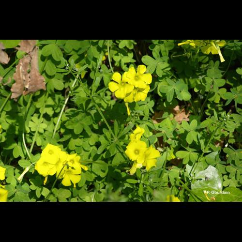 <i>Oxalis pes-caprae</i> L., 1753 © P. Gourdain