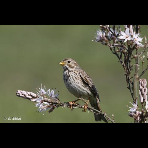 <i>Emberiza calandra</i> Linnaeus, 1758 © S. Siblet