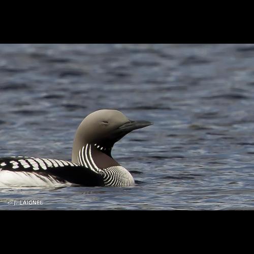<i>Gavia arctica</i> (Linnaeus, 1758) © J. LAIGNEL