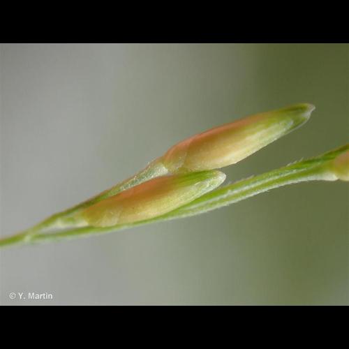 <i>Panicum dichotomiflorum</i> Michx., 1803 © NULL