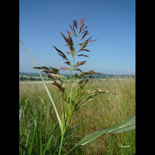 <i>Panicum miliaceum</i> L., 1753 © P. Gourdain