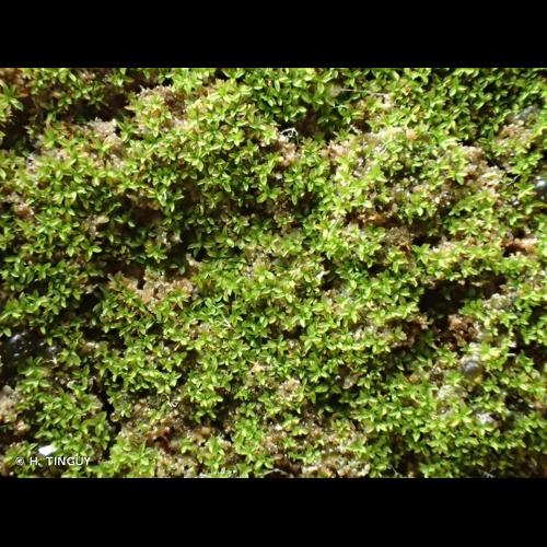 <i>Gymnostomum viridulum</i> Brid., 1826 &copy; H. TINGUY