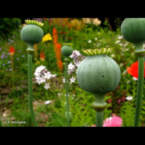 <i>Papaver somniferum</i> L., 1753 © F. Michalke