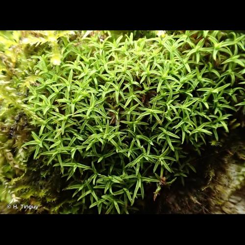 <i>Bryoerythrophyllum recurvirostrum</i> (Hedw.) P.C.Chen, 1941 © H. Tinguy