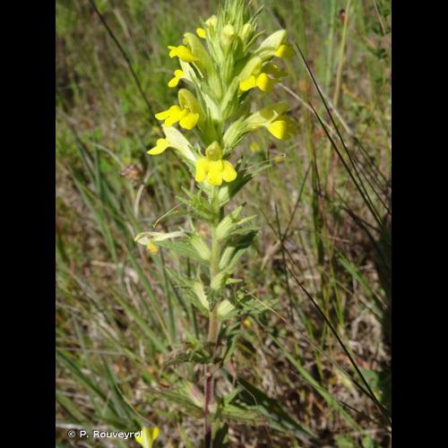 <i>Parentucellia viscosa</i> (L.) Caruel, 1885 © P. Rouveyrol