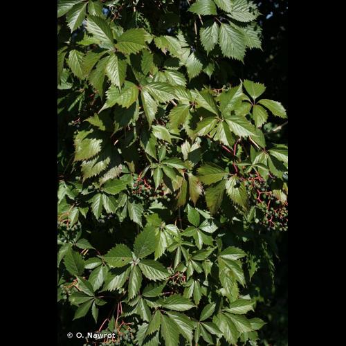 <i>Parthenocissus inserta</i> (A.Kern.) Fritsch, 1922 © O. Nawrot