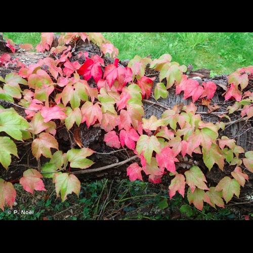 <i>Parthenocissus tricuspidata</i> (Siebold & Zucc.) Planch., 1887 &copy; P. Noël