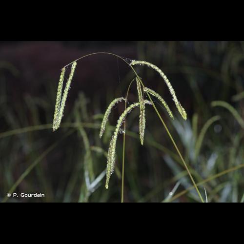 <i>Paspalum dilatatum</i> Poir., 1804 © P. Gourdain