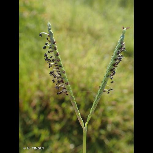 <i>Paspalum distichum</i> L., 1759 © H. TINGUY