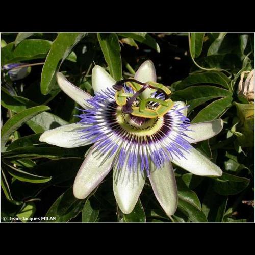 <i>Passiflora caerulea</i> L., 1753 © J.-J. Milan
