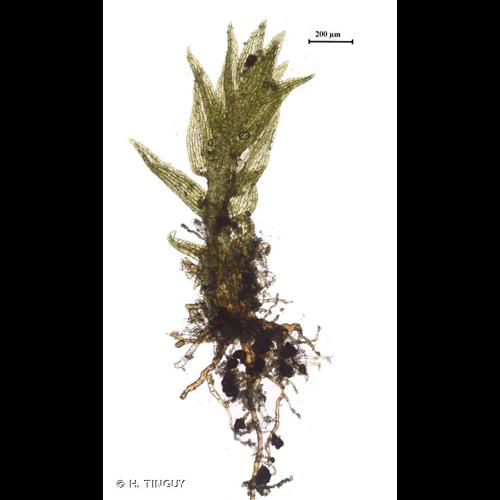 <i>Dicranella staphylina</i> H.Whitehouse, 1969 &copy; H. TINGUY