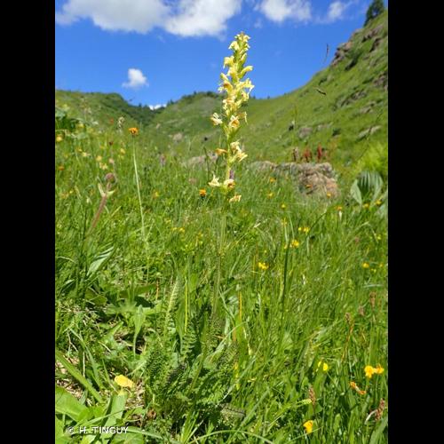 <i>Pedicularis ascendens</i> Schleich. ex Gaudin, 1810 © H. TINGUY