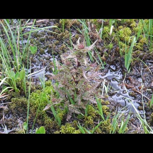 <i>Pedicularis palustris</i> L., 1753 © NULL