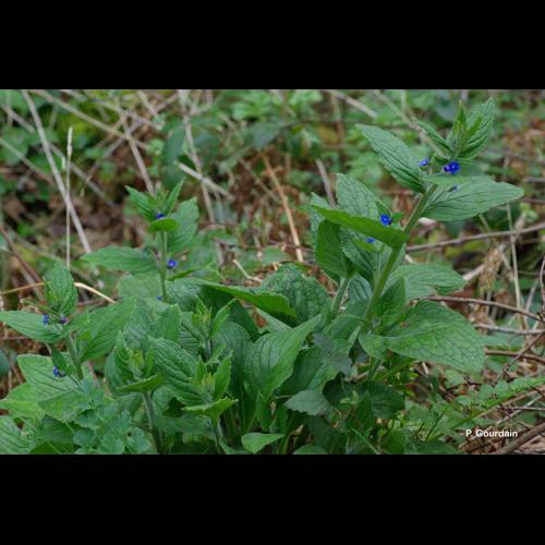 <i>Pentaglottis sempervirens</i> (L.) Tausch ex L.H.Bailey, 1949 © P. Gourdain