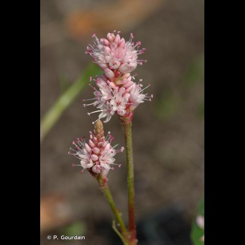 <i>Persicaria amphibia</i> (L.) Gray, 1821 © P. Gourdain