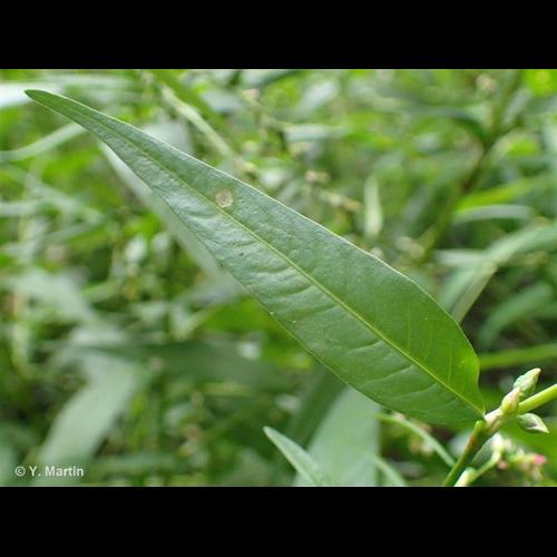 <i>Persicaria hydropiper</i> (L.) Spach, 1841 &copy; NULL