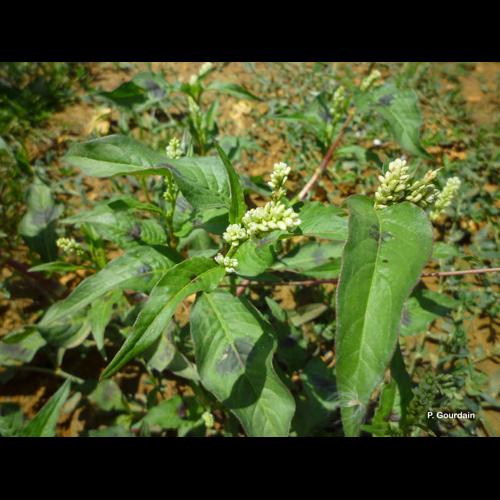 <i>Persicaria lapathifolia</i> (L.) Delarbre, 1800 © P. Gourdain