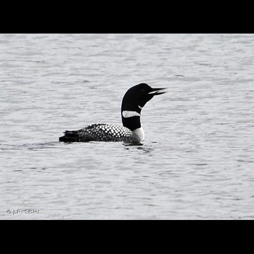 <i>Gavia immer</i> (Brünnich, 1764) &copy; J.P. Siblet