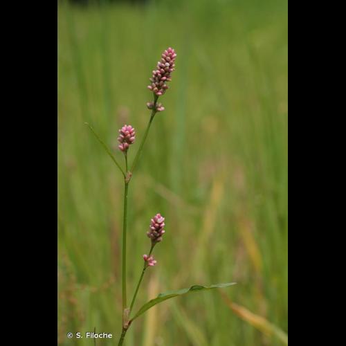 <i>Persicaria maculosa</i> Gray, 1821 [nom. cons.] &copy; S. Filoche